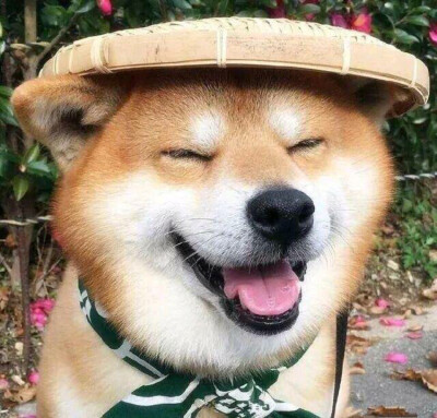 德扑圈官方网站