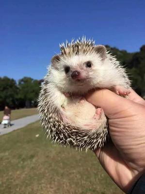 德扑圈俱乐部客服推荐